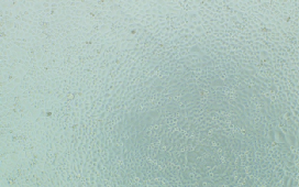0721cc6c1b3d116edb0e74cf6f0f993e.png
